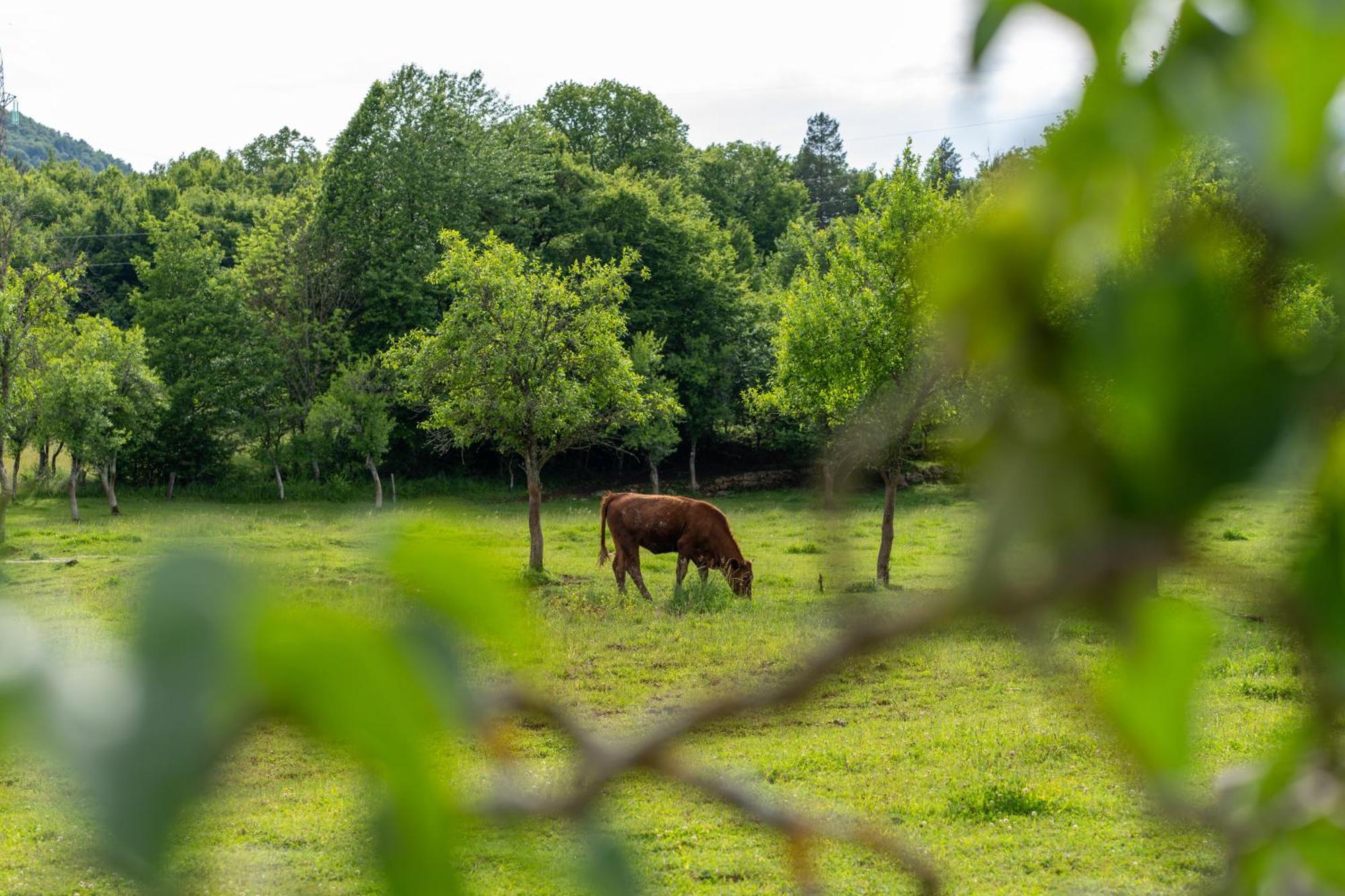 Vila Kuca Za Odmor Belina Otočac Exteriér fotografie